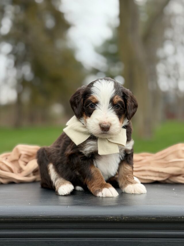 bernedoode puppy