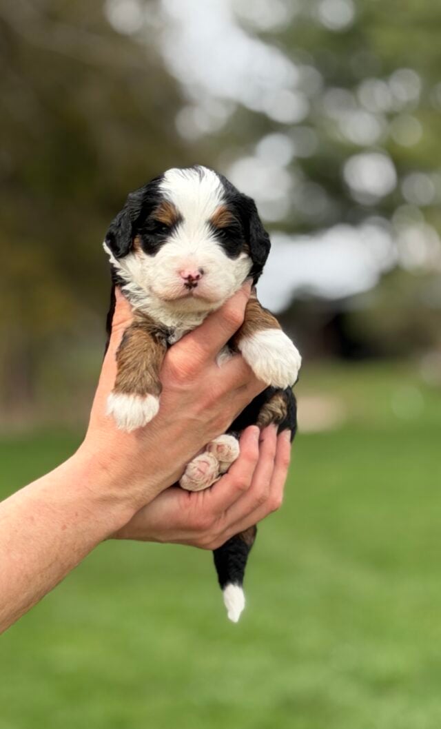 bernedoodle puppy