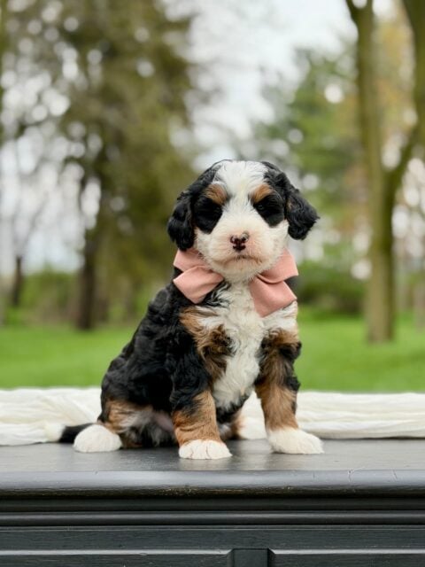 bernedoodle puppy