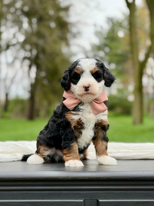 bernedoodle puppy
