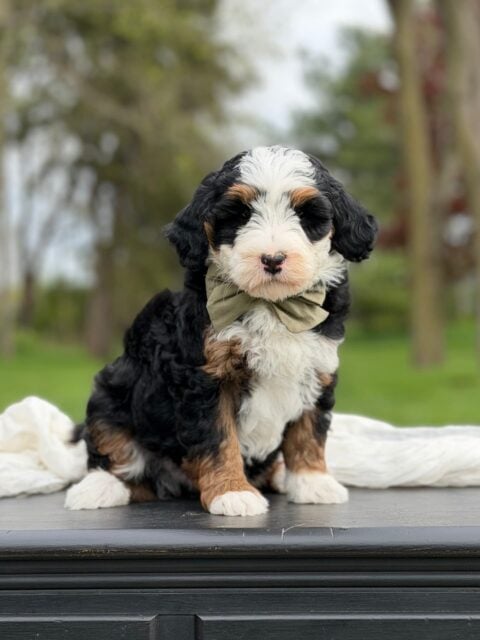bernedoodle puppy