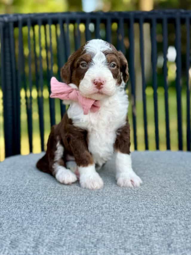 bernedoodle puppy