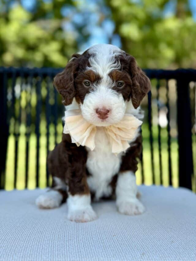 bernedoodle puppy