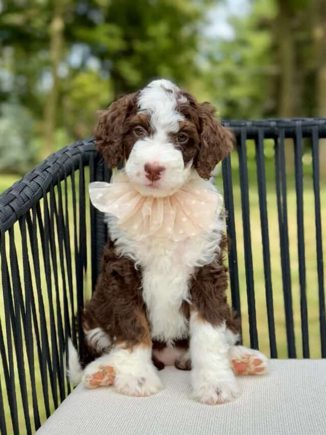 bernedoodle puppy