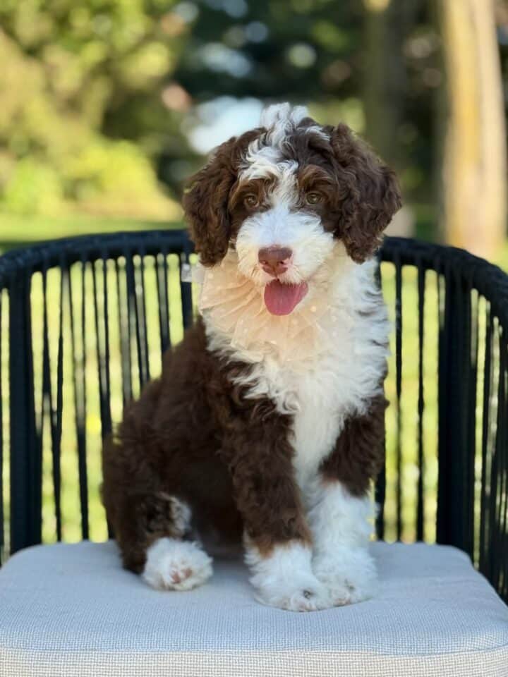 bernedoodle puppy