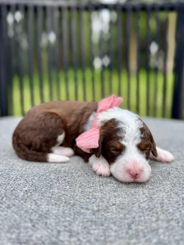 chocolate bernedoodle puppy