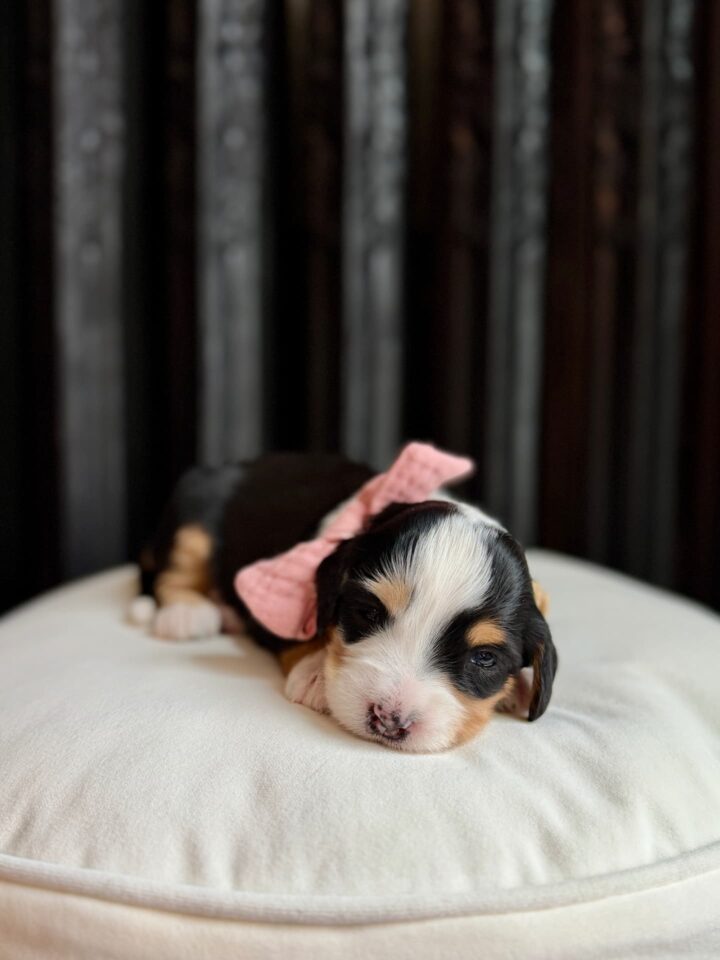 bernedoodle puppy