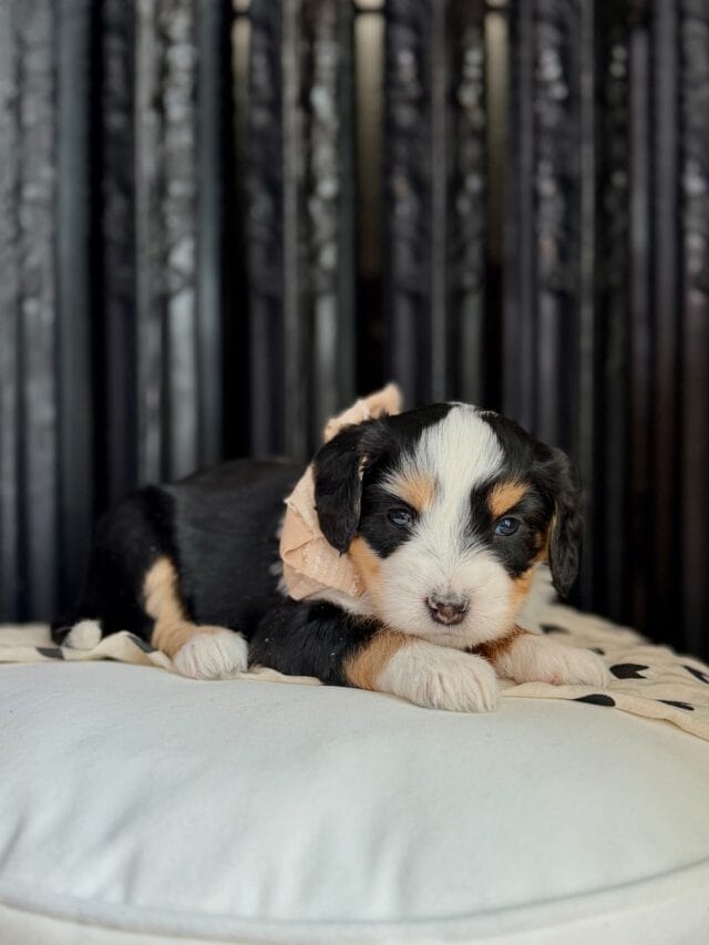 bernedoodle puppy