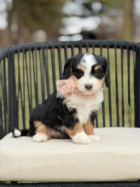 bernedoodle puppy