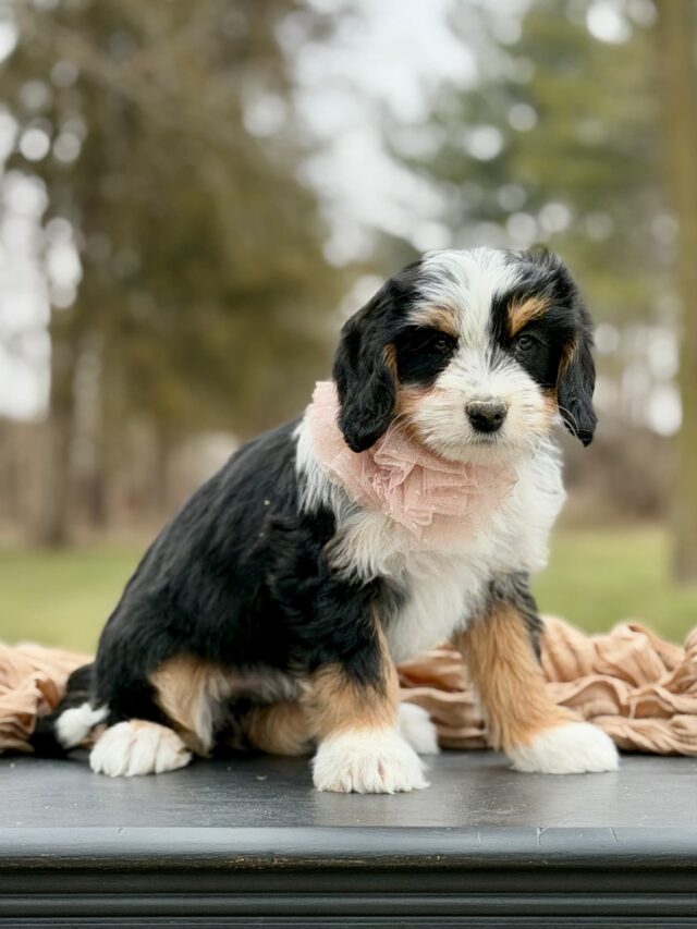 bernedoodle puppy