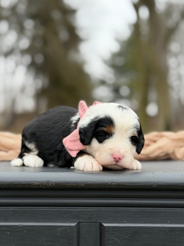 bernedoodle puppy