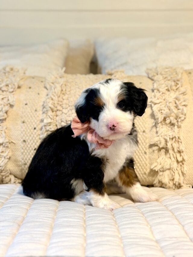 bernedoodle puppy
