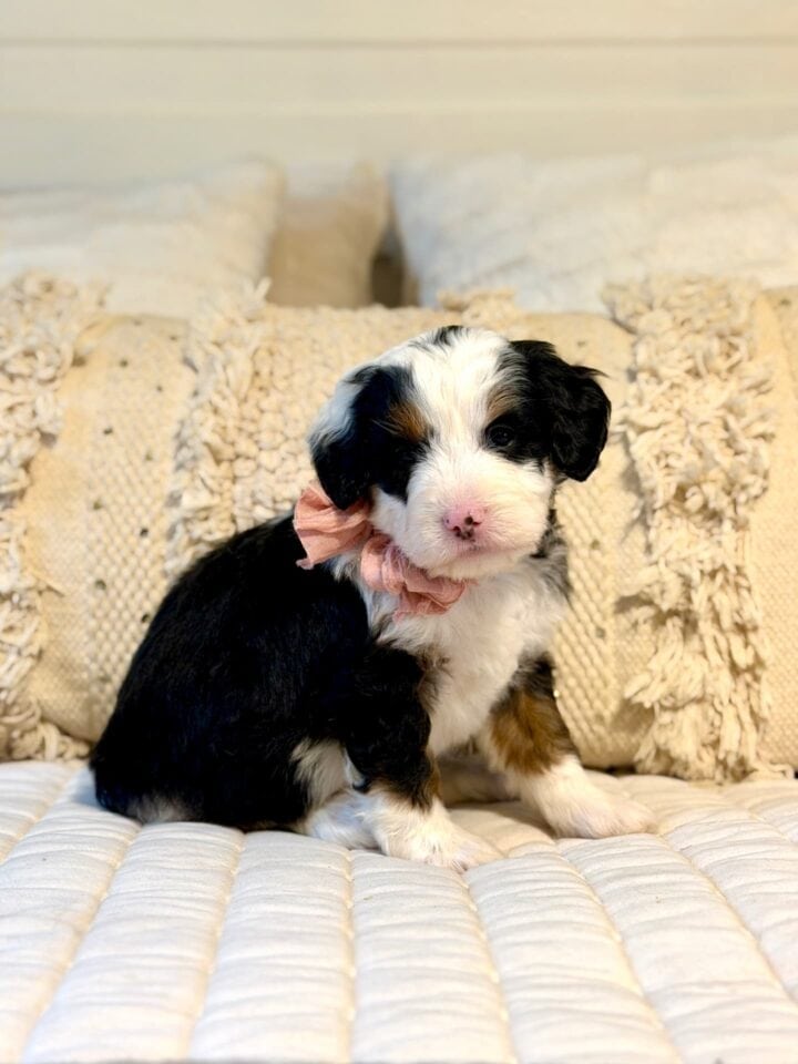 bernedoodle puppy