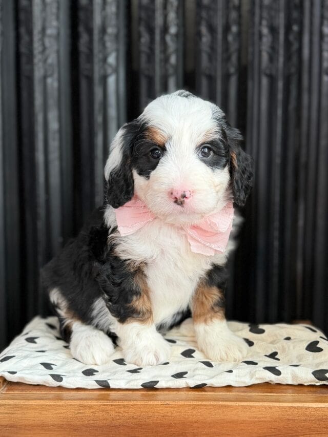 bernedoodle puppy