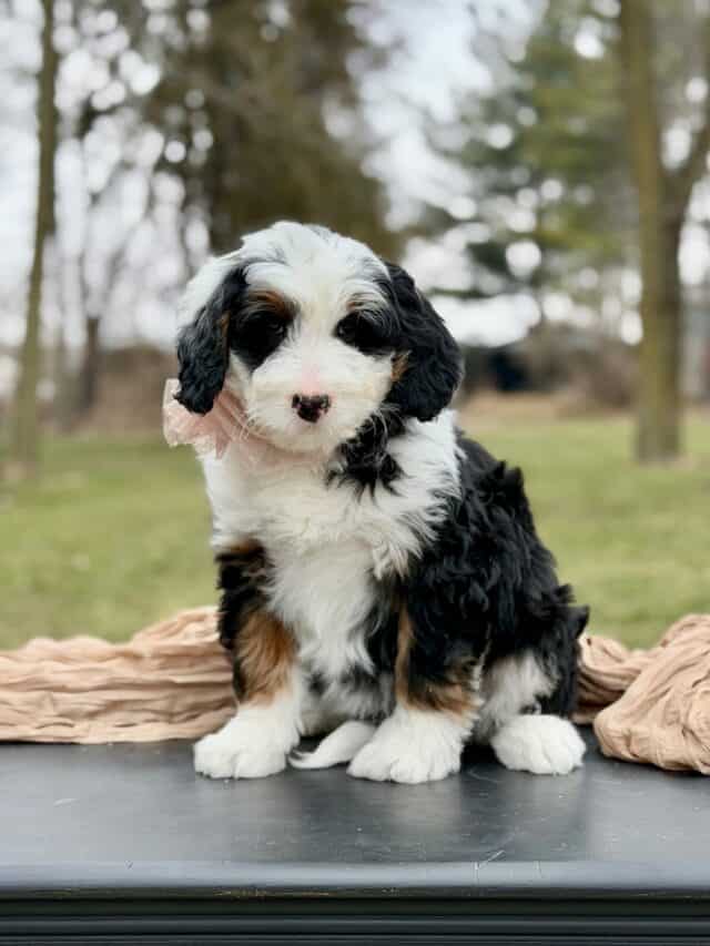 bernedoodle puppy