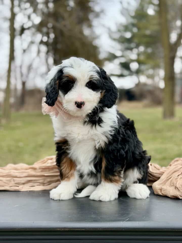 bernedoodle puppy