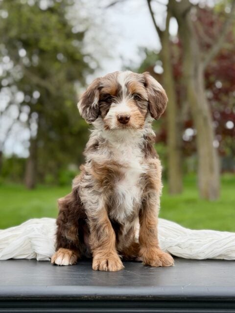 bernedoodle puppy