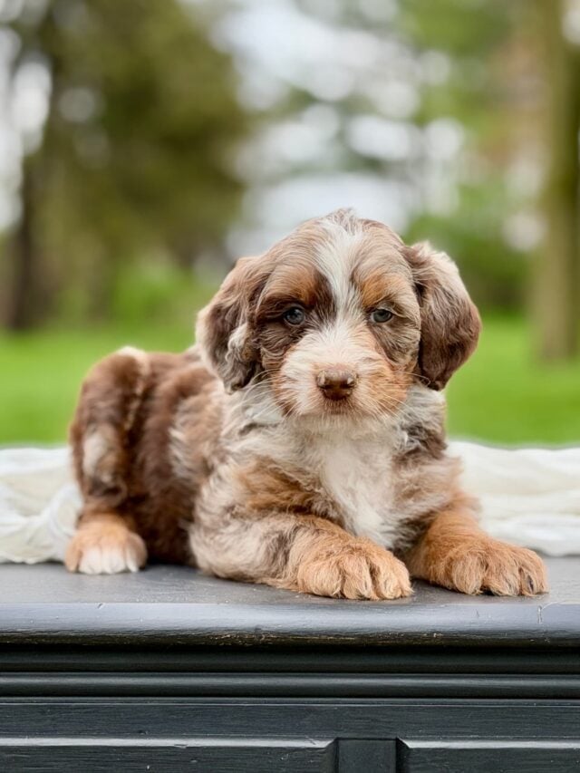 bernedoodle puppy