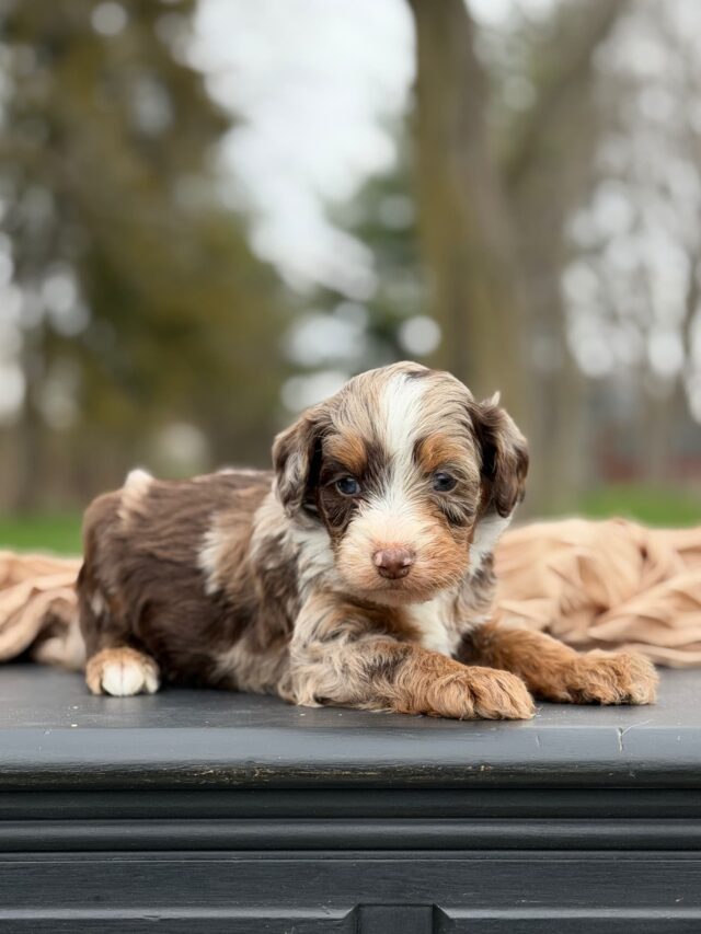 bernedoodle puppy