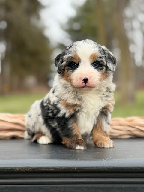bernedoodle puppy