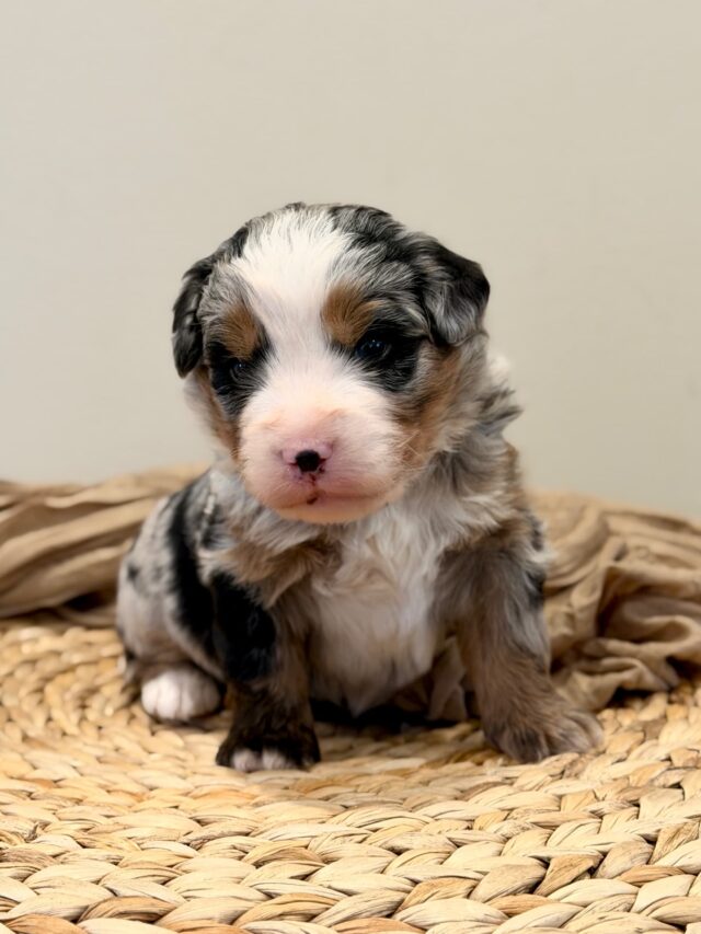 bernedoodle puppy