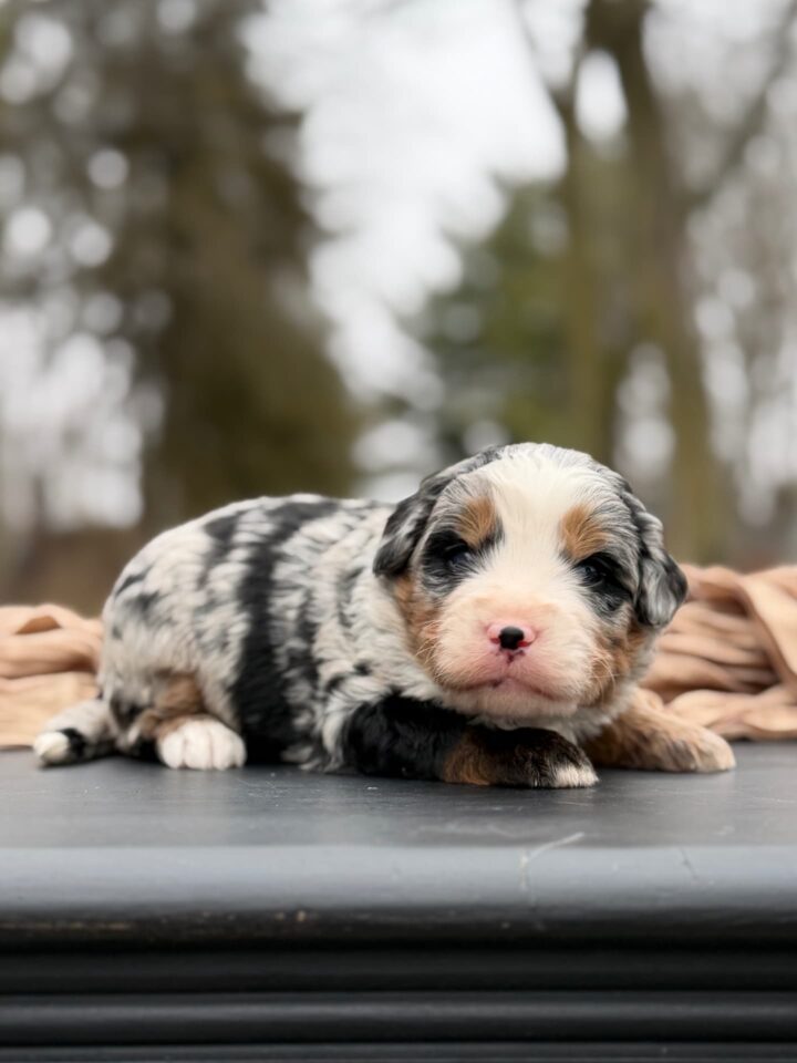 bernedoodle puppy