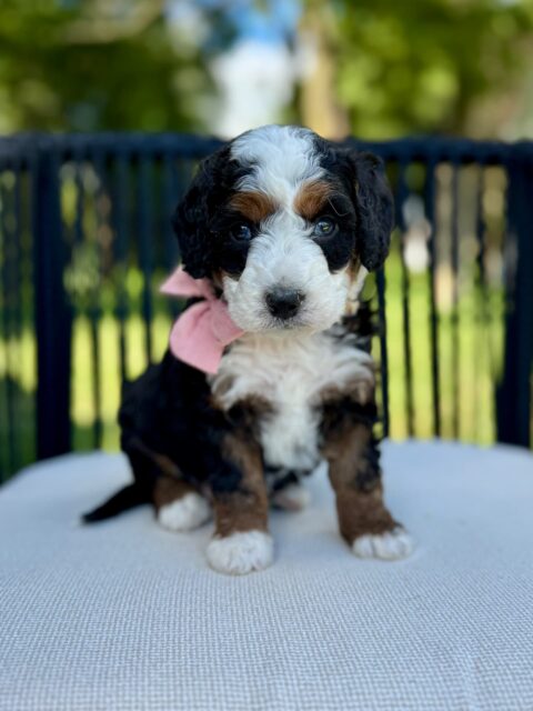 bernedoodle puppy