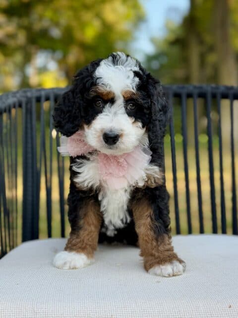 bernedoodle puppy