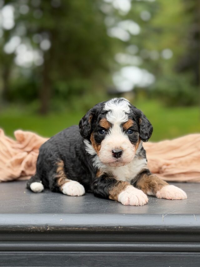 bernedoodle puppy