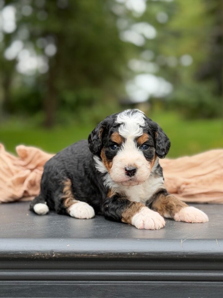 bernedoodle puppy
