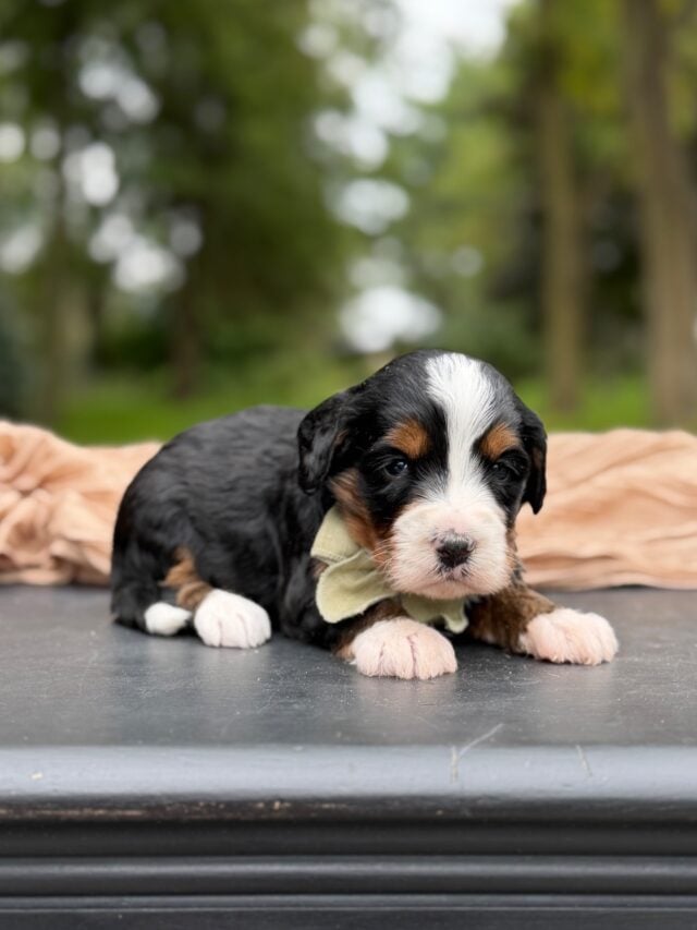 bernedoodle puppy