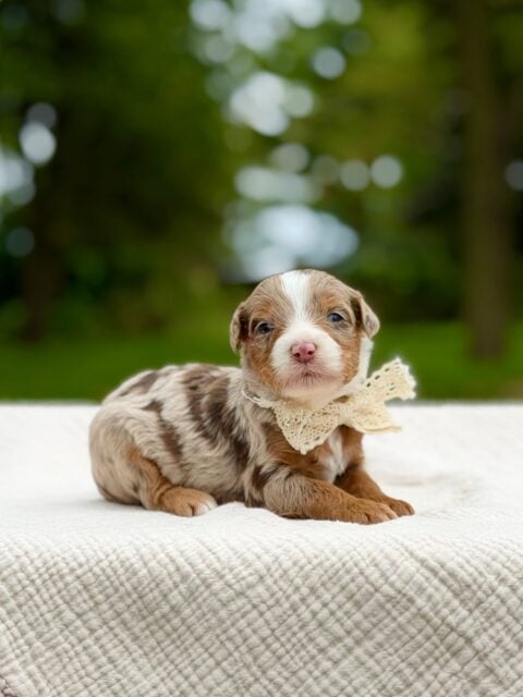bernedoodle puppy