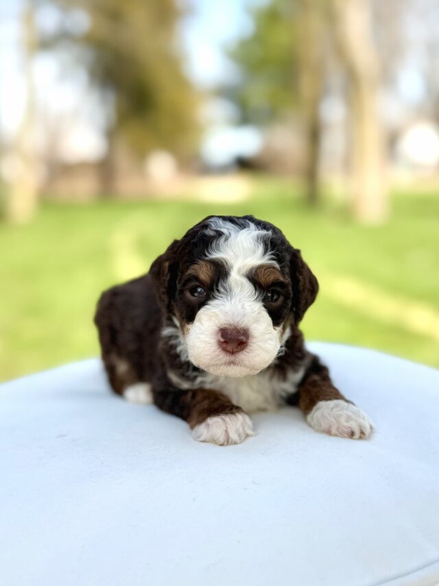 Bernedoodle puppy
