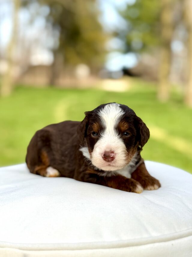 Bernedoodle puppy