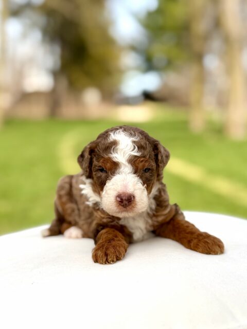 bernedoodle puppy