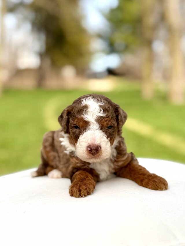 bernedoodle puppy
