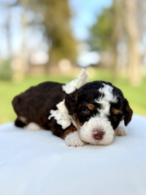 Bernedoodle puppy
