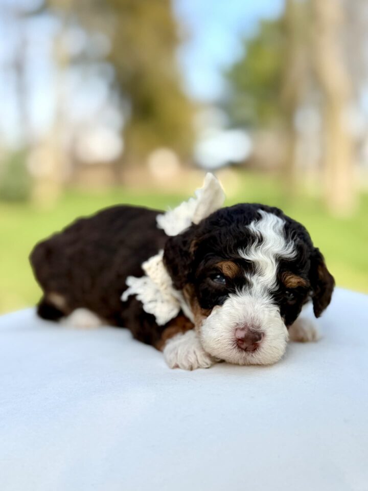 Bernedoodle puppy