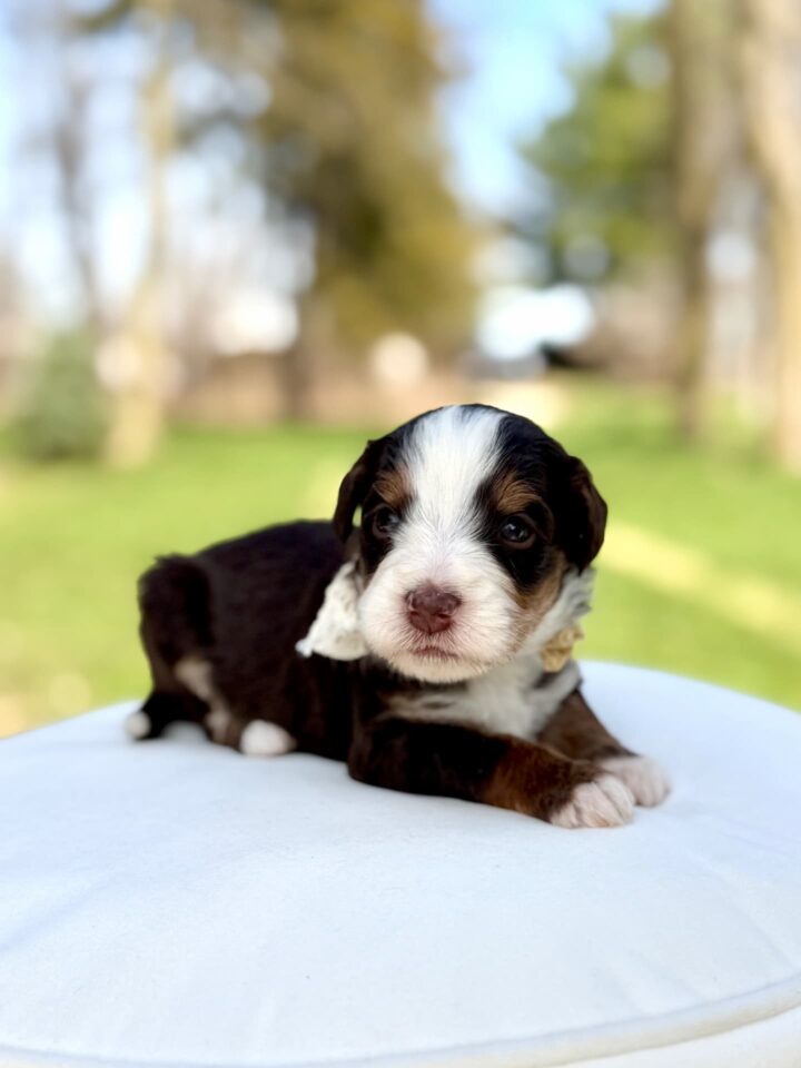 bernedoodle puppy