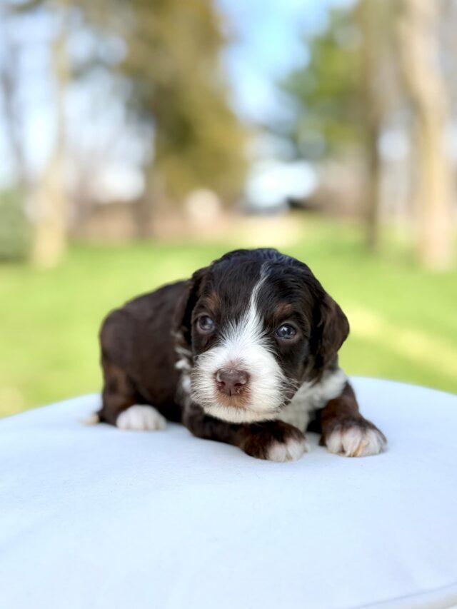 bernedoodle puppy