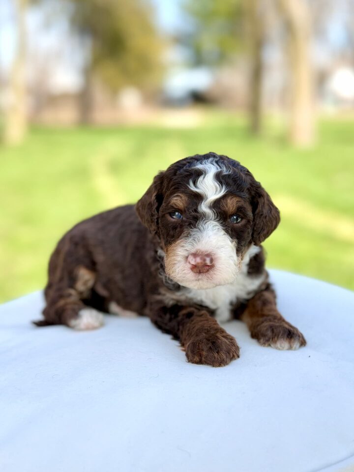 Bernedoodle puppy