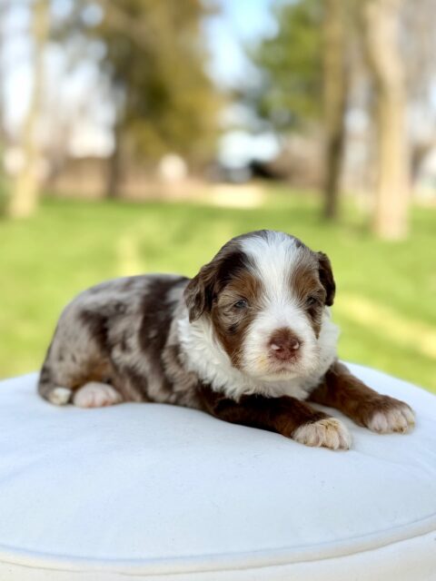 bernedoodle puppy