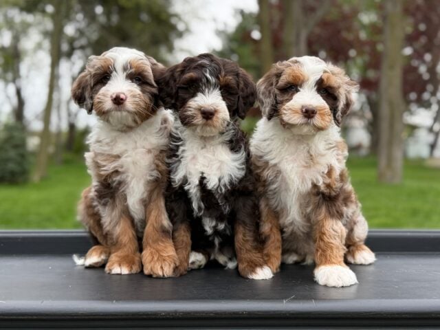 bernedoodle puppies