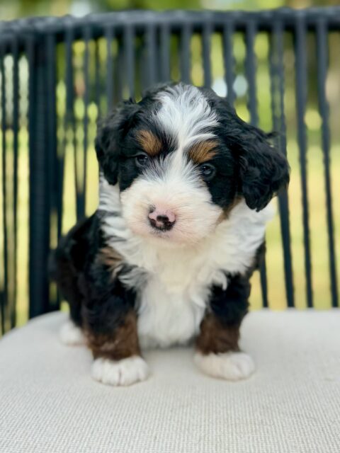 bernedoodle puppy
