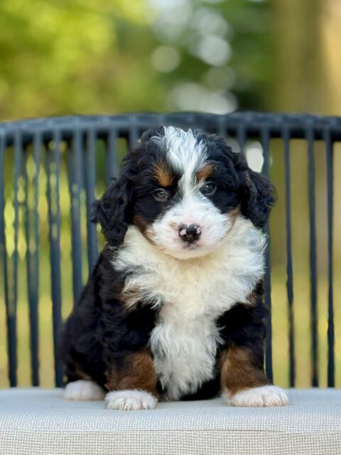 bernedoodle puppy