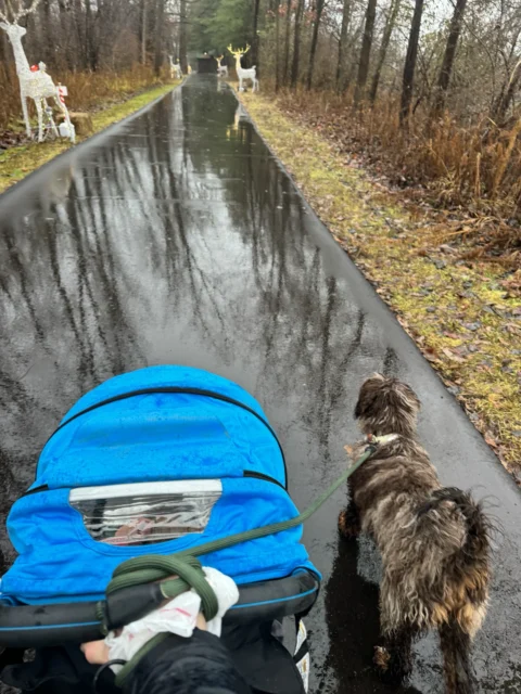 Going on a walk with Bernedoodle's family