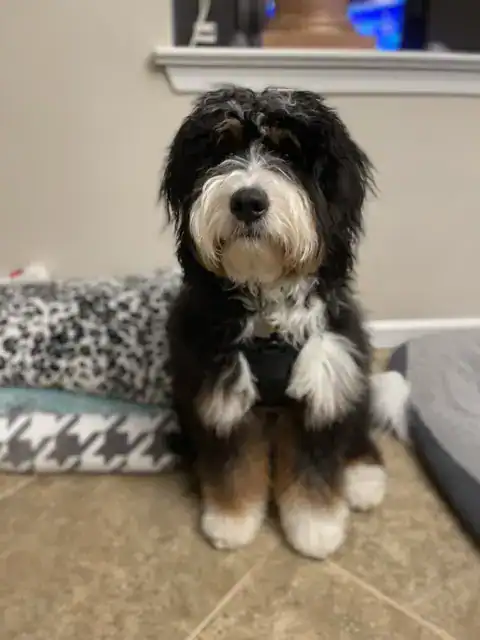 F1 Bernedoodle