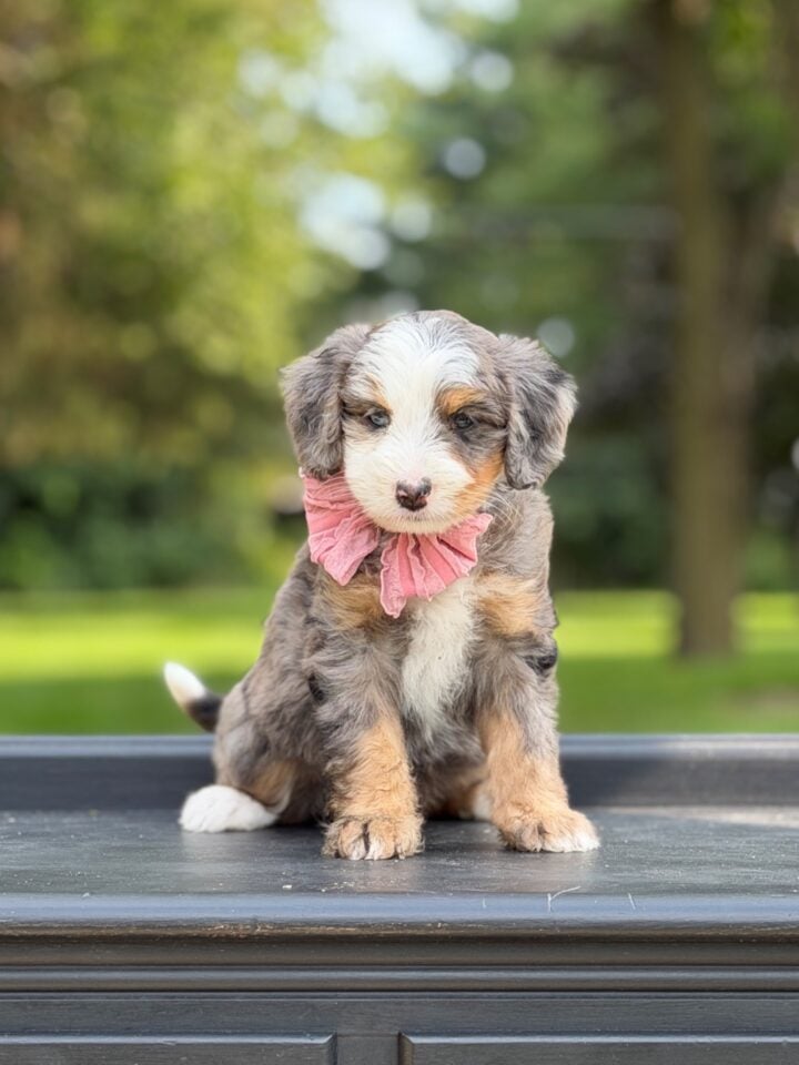 bernedoodle puppy