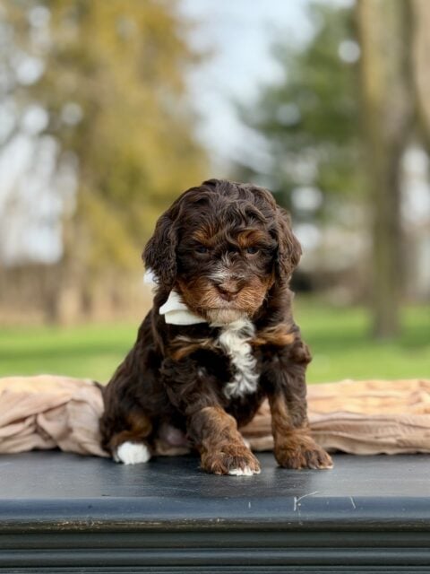bernedoodle puppy