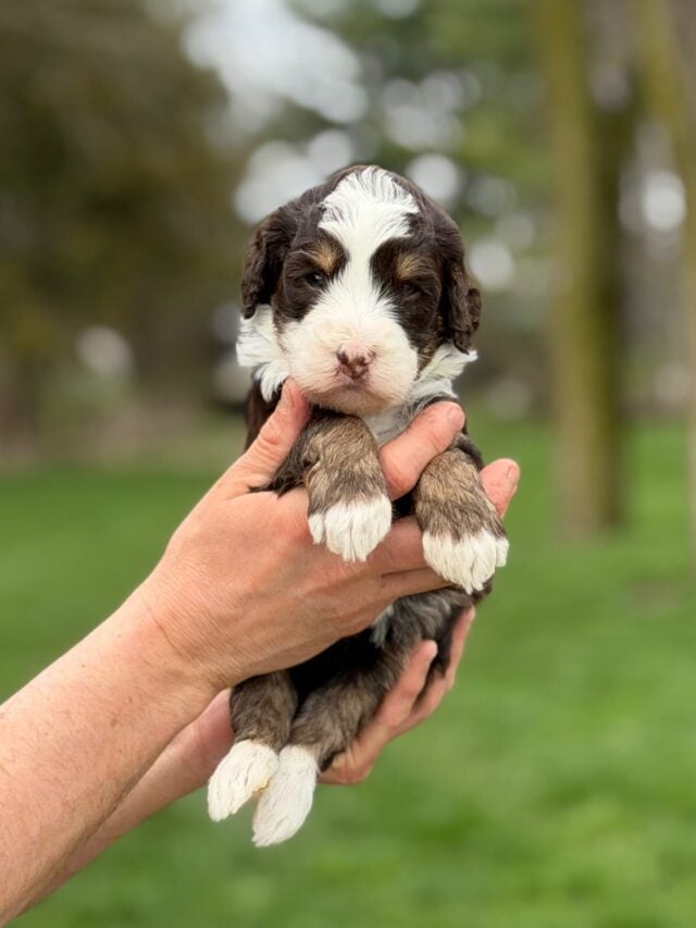 bernedoodle puppy